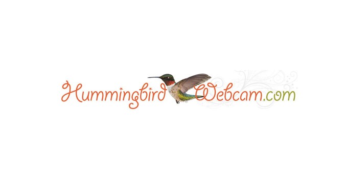 Client: Hummingbirdwebcam.com